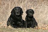 LABRADOR 1122